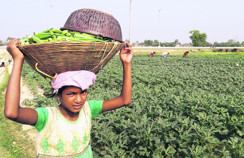 A farmer carrying the picked lady finger to the local collector in Sirsiya on Wednesday Photo by Ritesh Tripathi Birgunj Republica.jpg